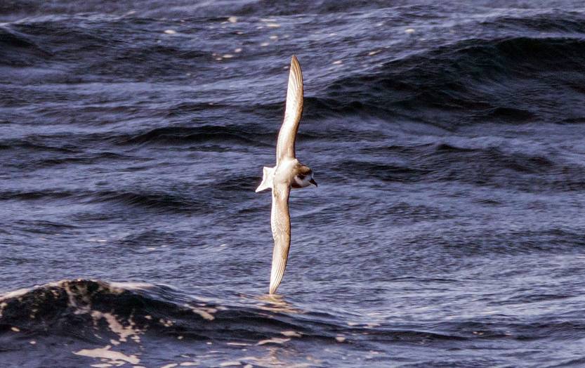 petrelazul2_fotoJoaquinMuñoz