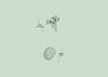 Lento 117 - Flora ornamental 06
