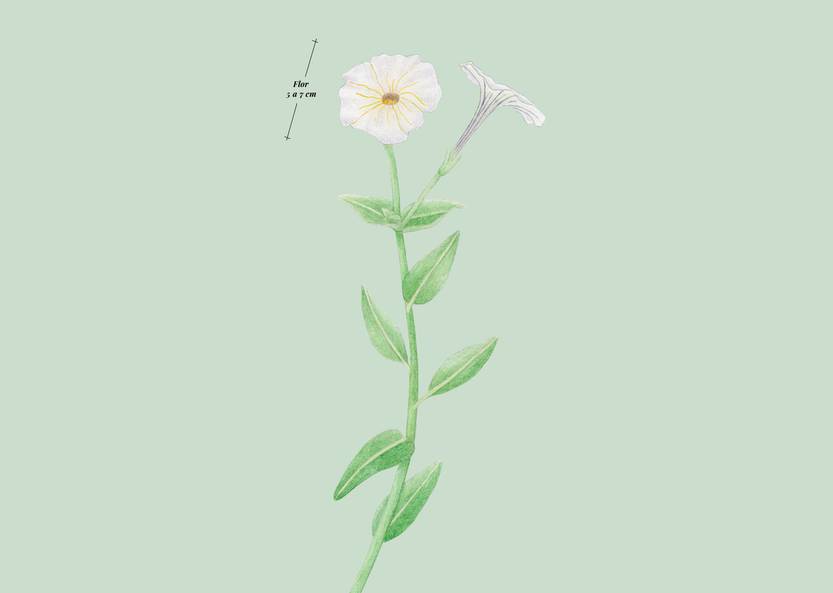 Lento 117 - Flora ornamental 05