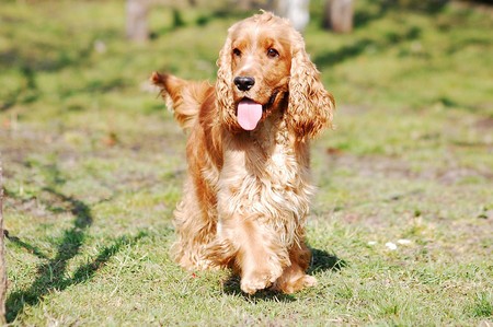 Cocker spaniel inglés. · Foto: Pixabay Cocker spaniel inglés. · Foto: Pixabay