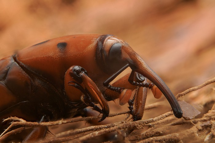 Picudo rojo. · Foto: Andrés Cuenca