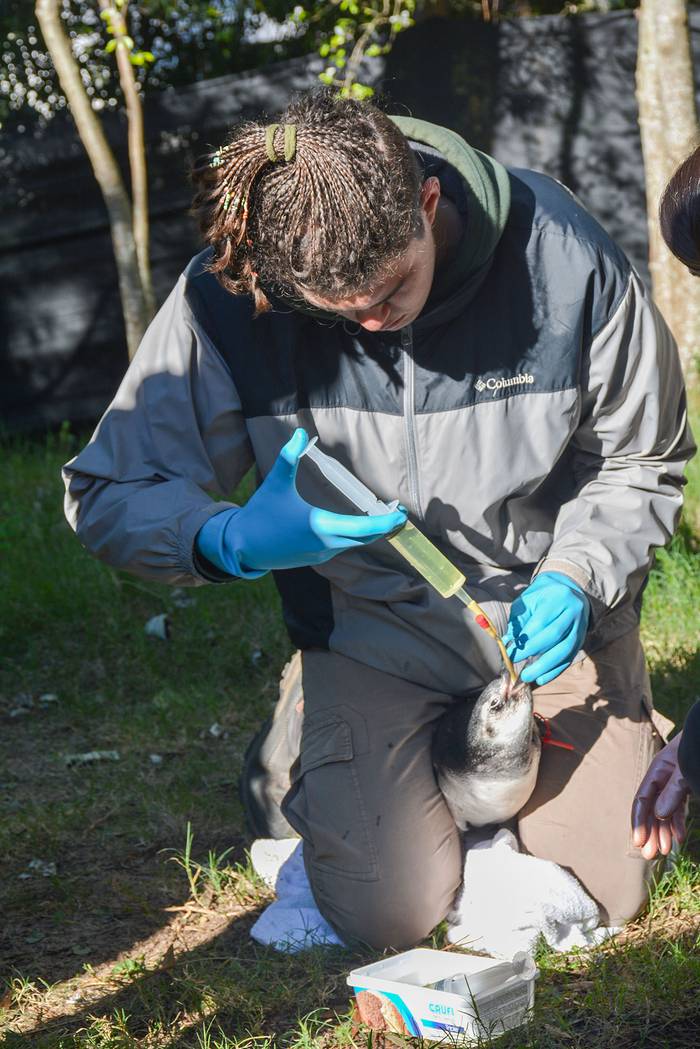 Mauricio Silvera en tareas de rehabilitación de un pingüino. · Foto: Gentileza Mauricio Silvera
