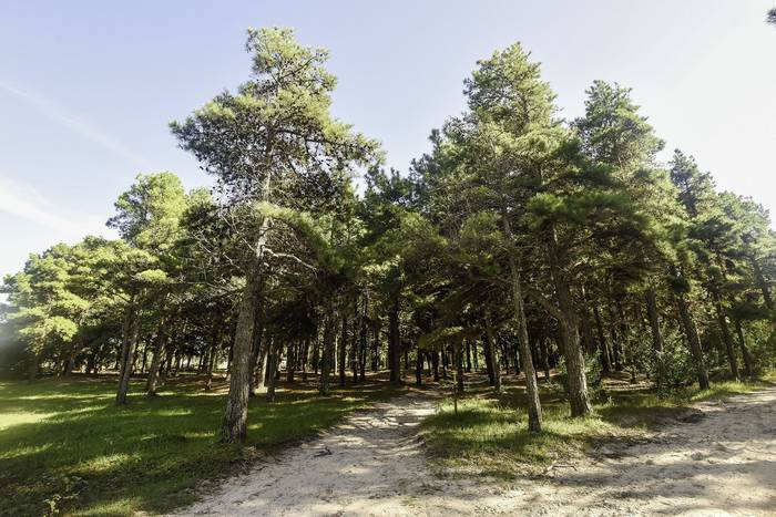 Bosque de pinos en Valizas (archivo, marzo de 2021). · Foto: Federico Gutiérrez