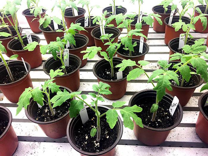 Plantas de tomate empleadas en la investigación · Foto: Britt Koskella