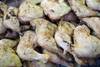 pollos 20220413PV_0500