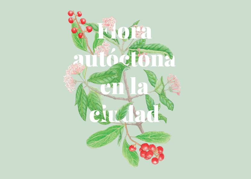 Lento 111 - Flora autóctona