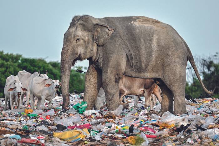 Vertedero irregular en Ampara, Sri Lanka, el 3 de junio, visitado por varios elefantes y ganado en busca de comida. · Foto: Ishara S. Kodikara, AFP