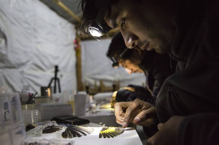 Preparando y guardando especímenes en una expedición a los Andes centrales de Perú. · Foto: Samantha Stephens