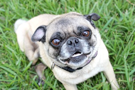 Pug. · Foto: pxhere.com Pug. · Foto: pxhere.com
