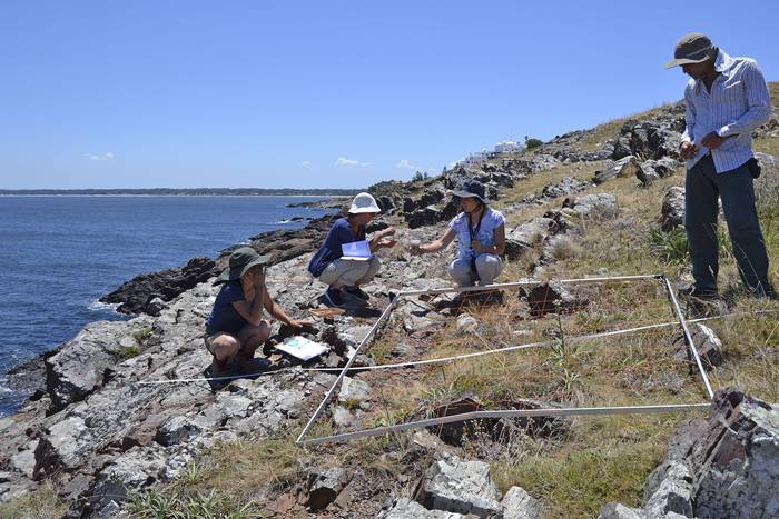 Investigadores relevando la flora de Punta Ballena. · Foto: Antonella Pollero