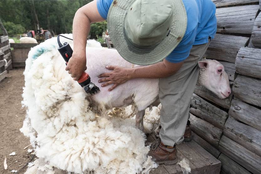 20251106 agropecuaria tambo ovino03