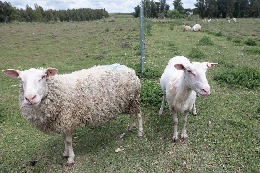 20251106 agropecuaria tambo ovino04