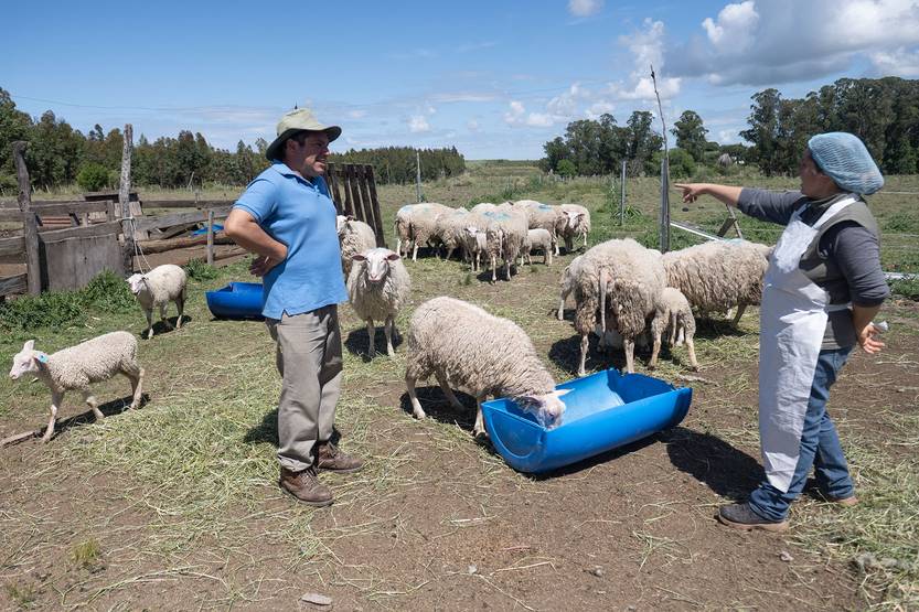 20251106 agropecuaria tambo ovino05
