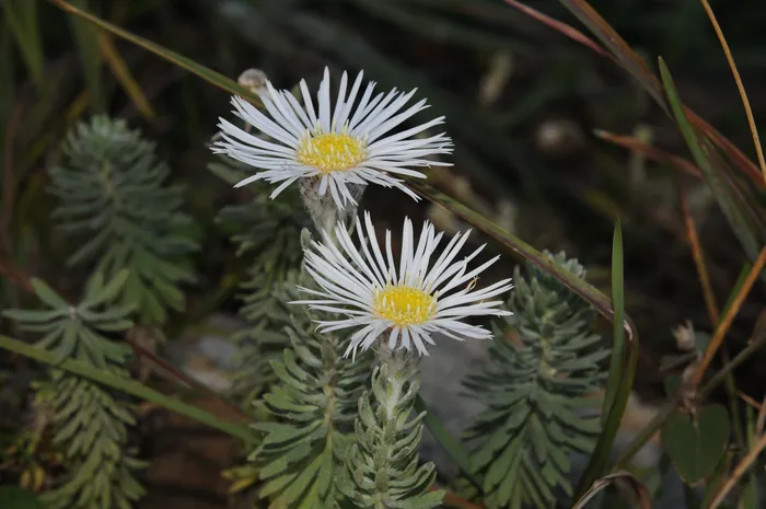_Asteropsis megapotamica_, planta presente en nuestros cerros chatos. · Foto: Mauricio Bonifacino