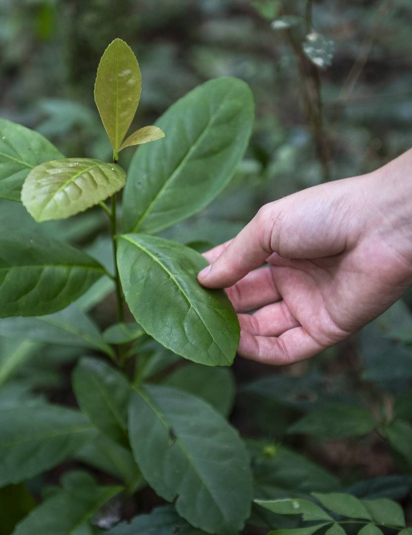 Lento 150 - El precio justo