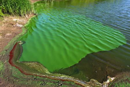 Cianobacterias en un lago en Alemania. · Foto: Christian Fischer Cianobacterias en un lago en Alemania. · Foto: Christian Fischer