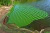 Cianobacterias en un lago en Alemania. · Foto: Christian Fischer Cianobacterias en un lago en Alemania. · Foto: Christian Fischer