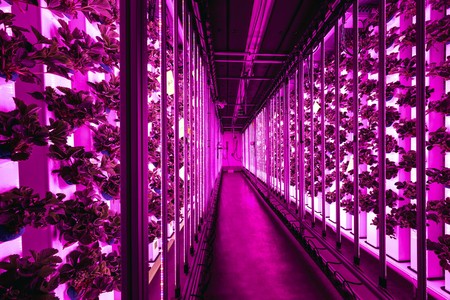 Cultivo aeropónico de fresas dentro de un contenedor, en París. Foto: s/d de autor Cultivo aeropónico de fresas dentro de un contenedor, en París. Foto: s/d de autor