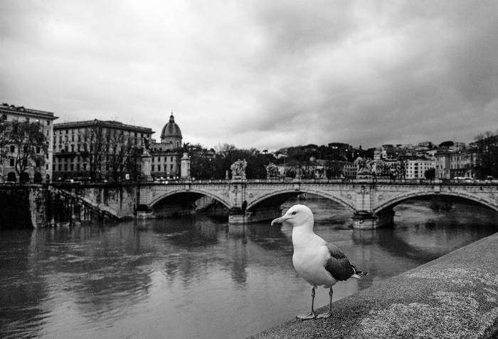 Río Tíber, Roma. · Foto: Tiziana Fabi, AFP