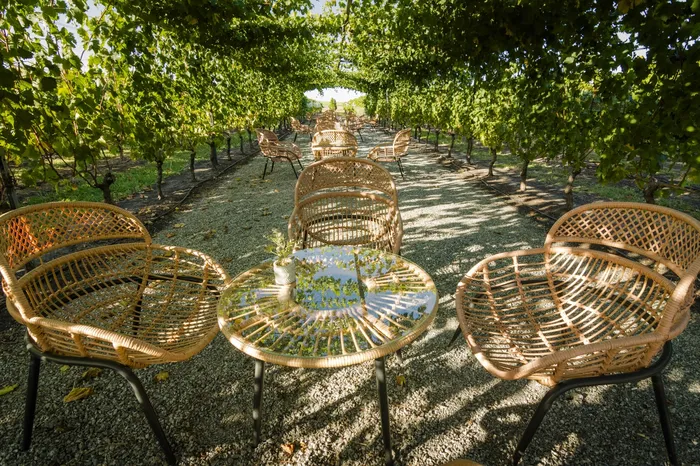 Bodega Familia Fripp en Conchillas. · Foto: Daniela Hernández