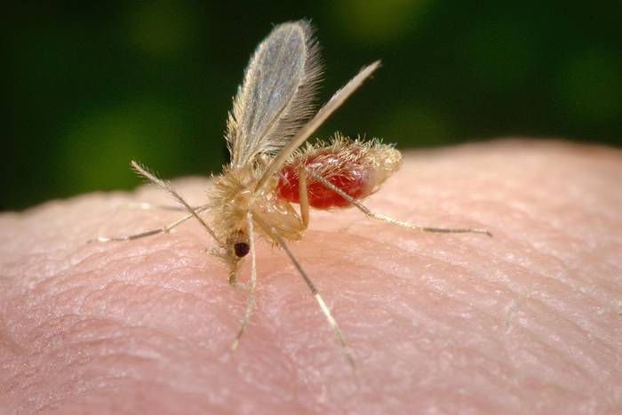 Flebótomo, insecto que se alimenta de sangre, lo que puede observarse en el abdomen transparente.  · Foto: CDC