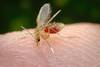 Flebótomo, insecto que se alimenta de sangre, lo que puede observarse en el abdomen transparente. Flebótomo, insecto que se alimenta de sangre, lo que puede observarse en el abdomen transparente.