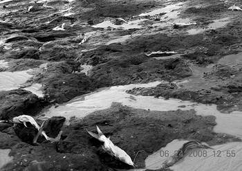 Río Negro a la altura de San Gregorio de Polanco. Río Negro a la altura de San Gregorio de Polanco.