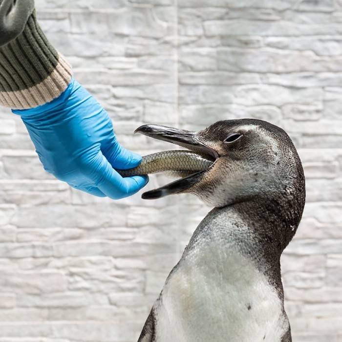 Foto: gentileza de Sociedad para la Conservación de la Biodiversidad de Maldonado.