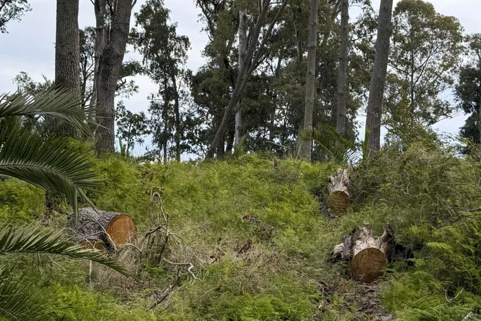 Tala de árboles en el parque Ferrando de Colonia del Sacramento. 
Foto: Comisión de vecinos de barrio Ferrando