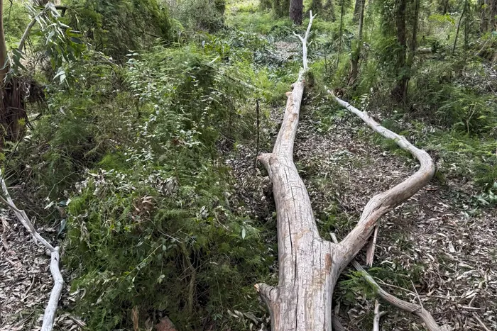 Tala de árboles en Parque Ferrando de Colonia del Sacramento. Foto: Comisión de vecinos de barrio Ferrando