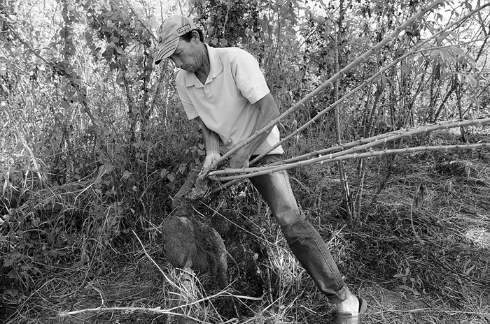 Mariano Castro, dirigente campesino, presidente de la Comisión de Víctimas del caso Curuguaty, padre de un fallecido y dos detenidos en la masacre, en la comunidad de Ivy Pytã, a 35 kilómetros de la ciudad de Curuguaty, en el departamento de Canindeyú. · Foto: Pablo Nogueira