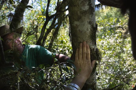 Árbol de yerba mate en el predio de Alberto Demichelli (izq), en Quebrada de los Cuervos. Foto: Adrián Mariotti (archivo) Árbol de yerba mate en el predio de Alberto Demichelli (izq), en Quebrada de los Cuervos. Foto: Adrián Mariotti (archivo)