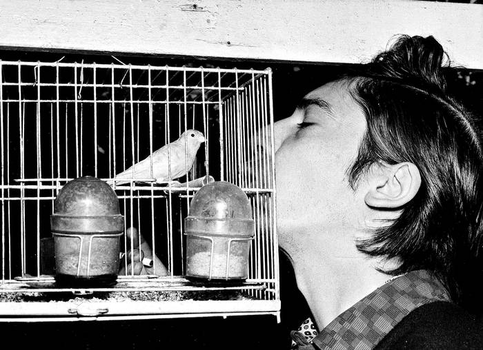 Alfredo Zitarrosa y su canario Juanita, motivo de la canción Dulce Juanita. Montevideo, 1970. foto: s/d de autor, Archivo Zitarrosa. 