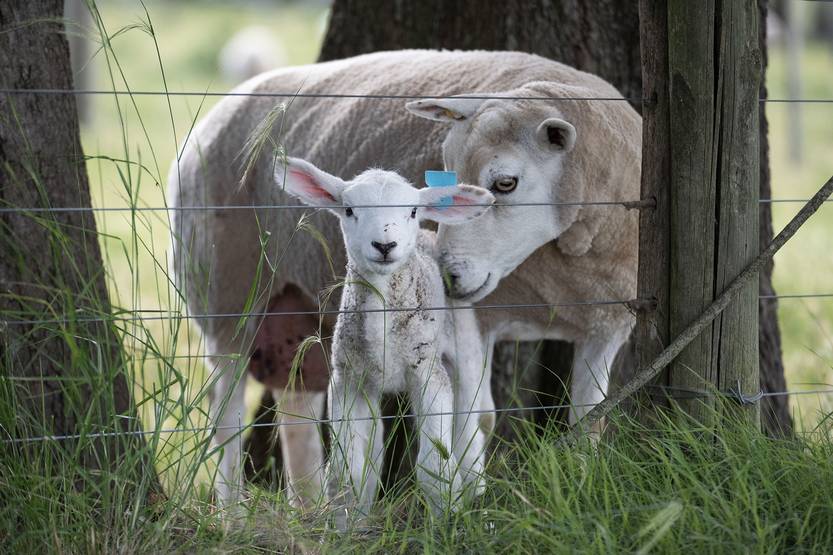 202511106 agropecuaria tapa cordero pesado