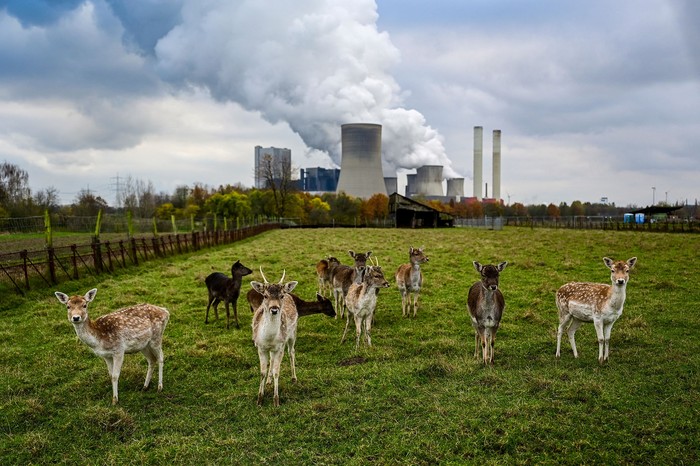 Ciervos en un prado cerca de una central eléctrica de lignito, en Niederaussem, Alemania (28.11.2023). · Foto: Ina Fassbender, AFP