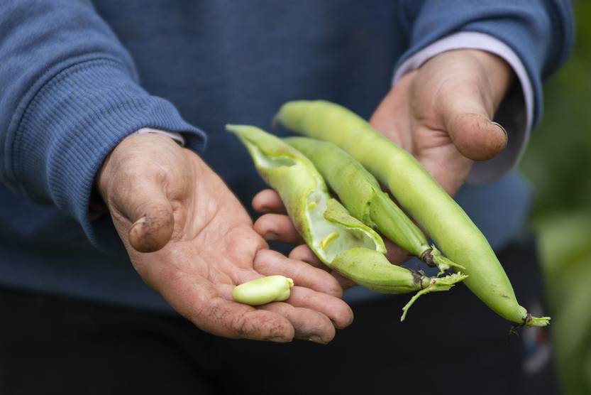 20221025 SUPLE AGROECOLOGIA TAPA