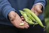 20221025 SUPLE AGROECOLOGIA TAPA