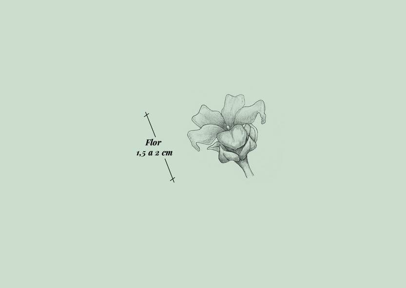 Lento 117 - Flora ornamental 02