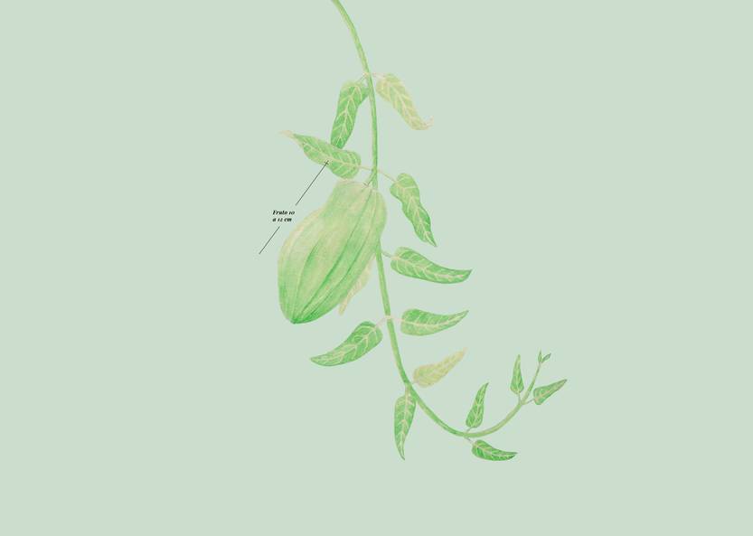 Lento 117 - Flora ornamental 01