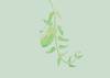 Lento 117 - Flora ornamental 01
