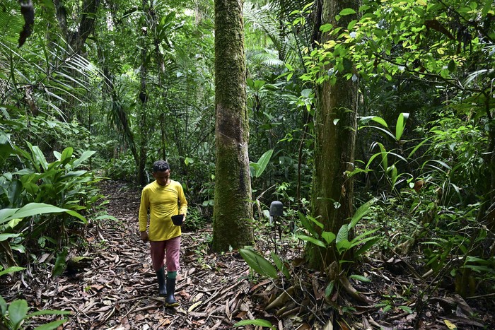 Selva amazónica en la ribera del río Anajas, en el Archipiélago de Marajó, estado de Pará, Brasil. · Foto: Pablo Porciúncula, AFP