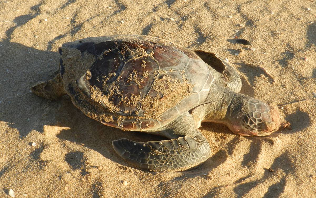 Los caracoles de mar podrían perder su caparazón debido al cambio climático