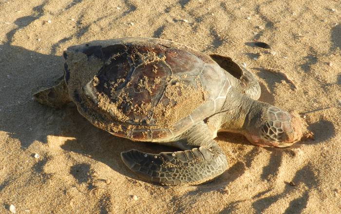 Tortuga verde varada en Punta del Este.
Foto: Leonel Roget (iNaturalist)