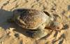 Tortuga verde varada en Punta del Este.
Foto: Leonel Roget (iNaturalist) Tortuga verde varada en Punta del Este.
Foto: Leonel Roget (iNaturalist)