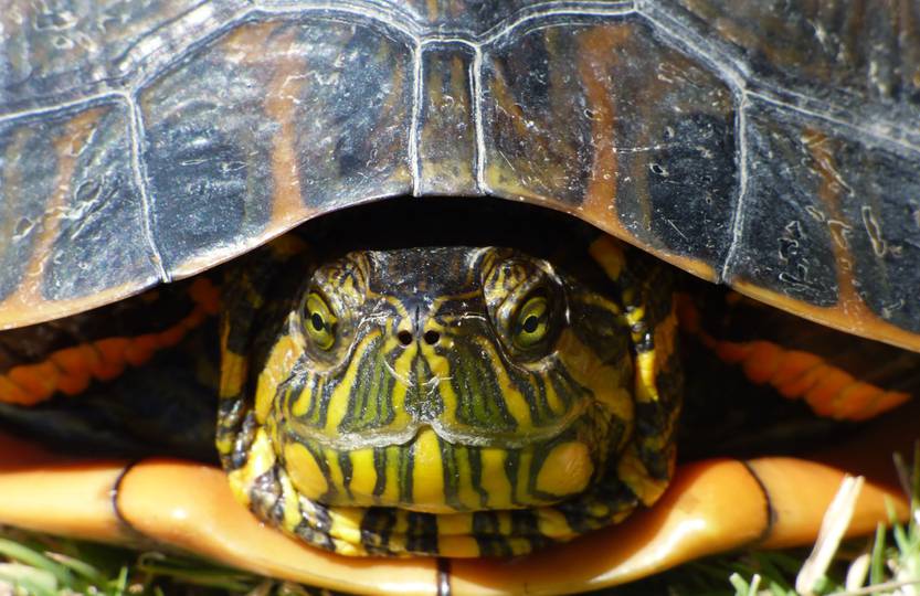 tortuga
