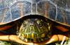 tortuga