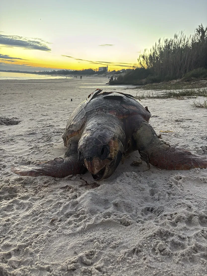 20260508 p14-15f2 tortuga