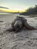 20260508 p14-15f2 tortuga