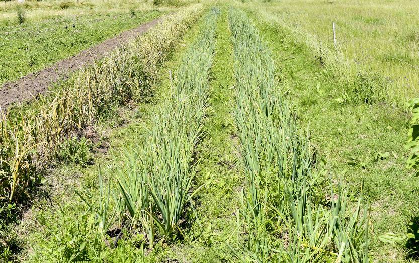 trabajo RS244237_20241114ID_0068 (1)