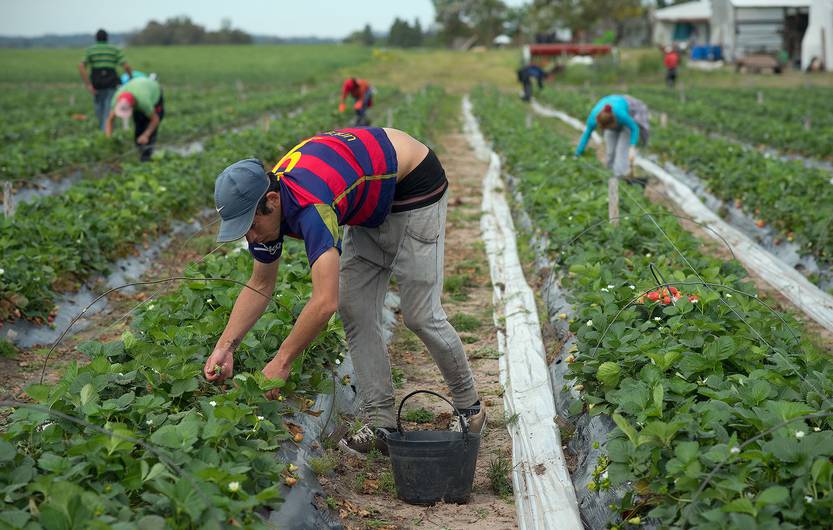 trabajo rural OPP-RAN20161007-210